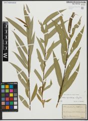 Foto von Salix alba subsp. vitellina (L.) Arcang. x Salix fragilis L.